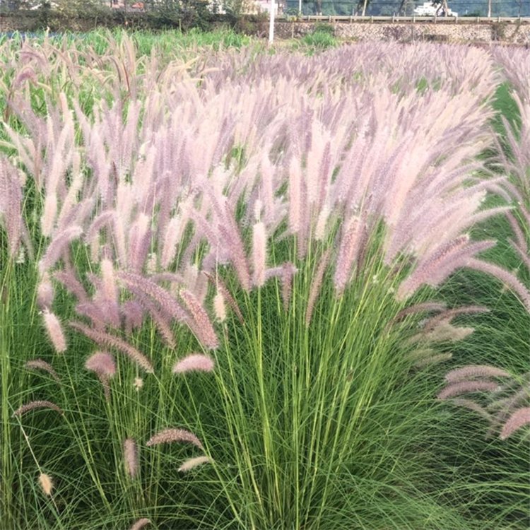 羽绒狼尾草（金红羽狼尾草）