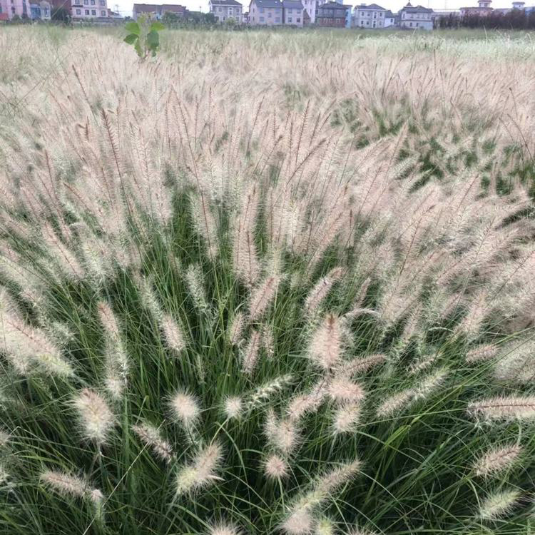 东方狼尾草（大布尼狼尾草）