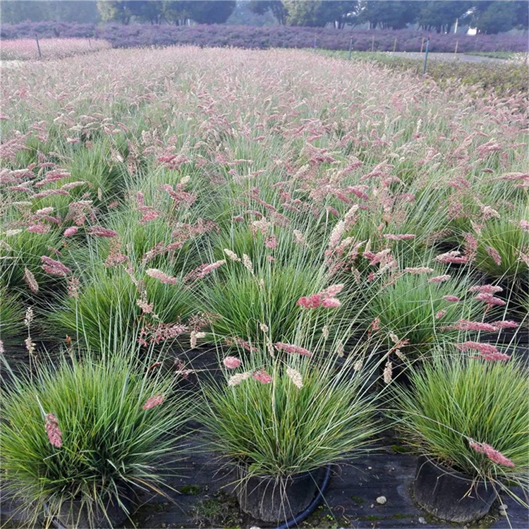 毛冠草（糖蜜草、坡地毛冠草）