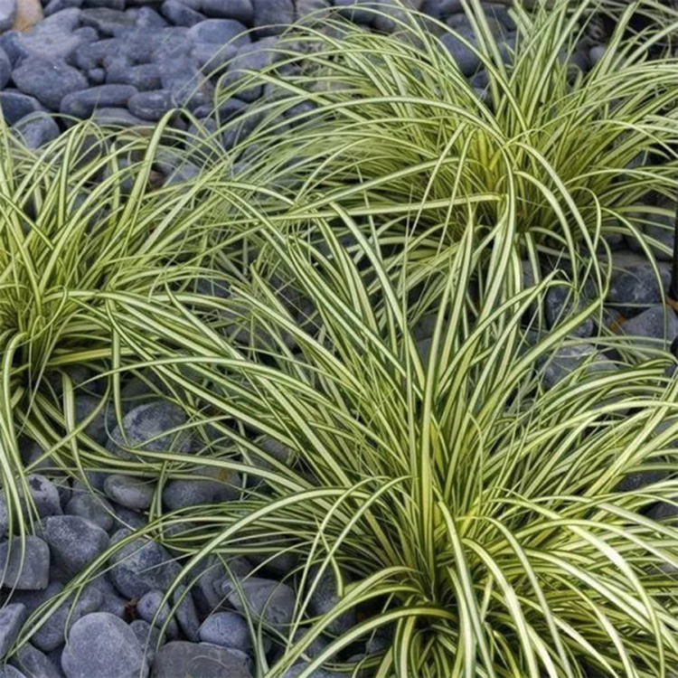 金叶苔草（金丝苔草）