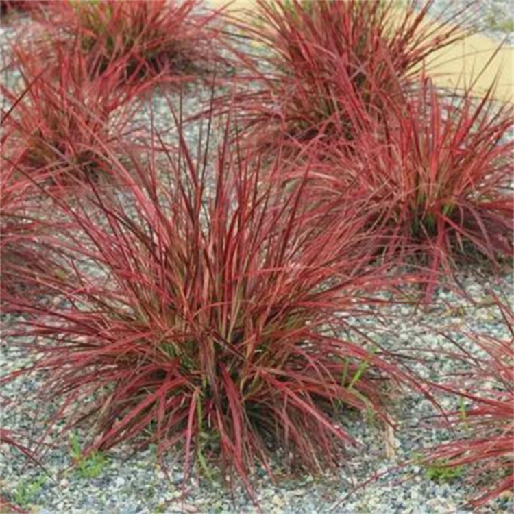 棕红苔草（桔红苔草）