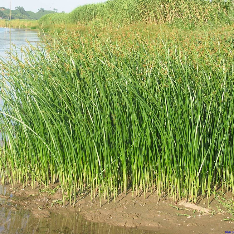 矮蒲苇