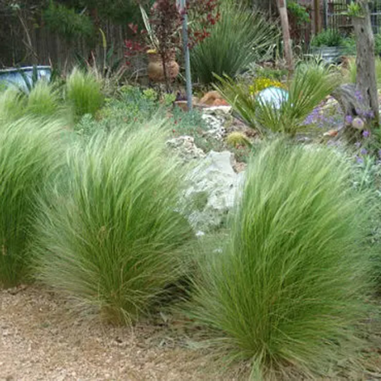 细茎针茅（墨西哥羽毛草）