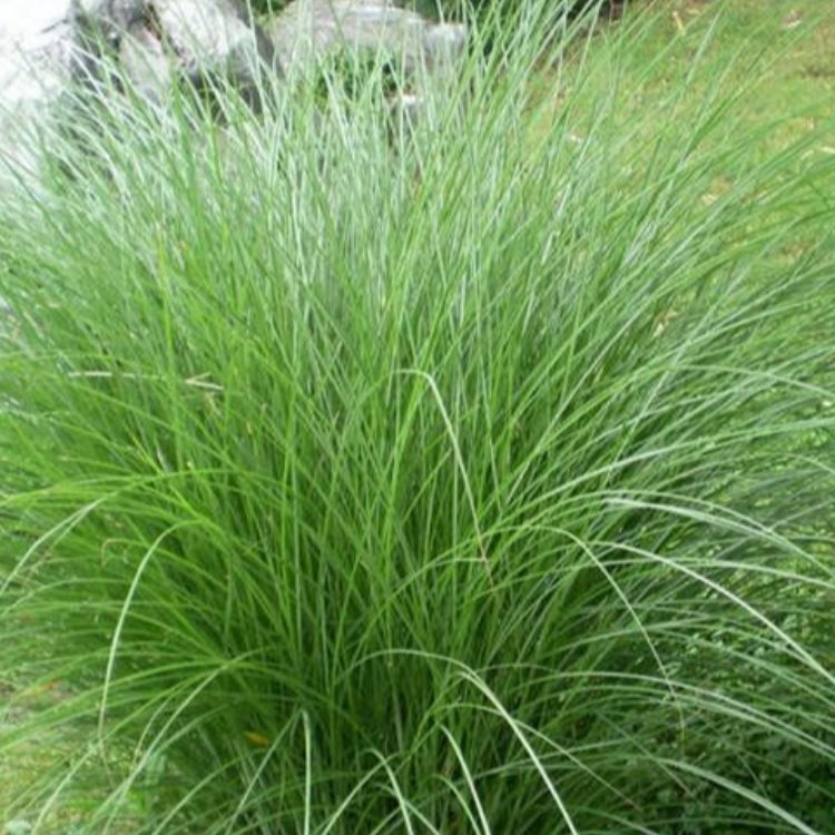 细叶芒
